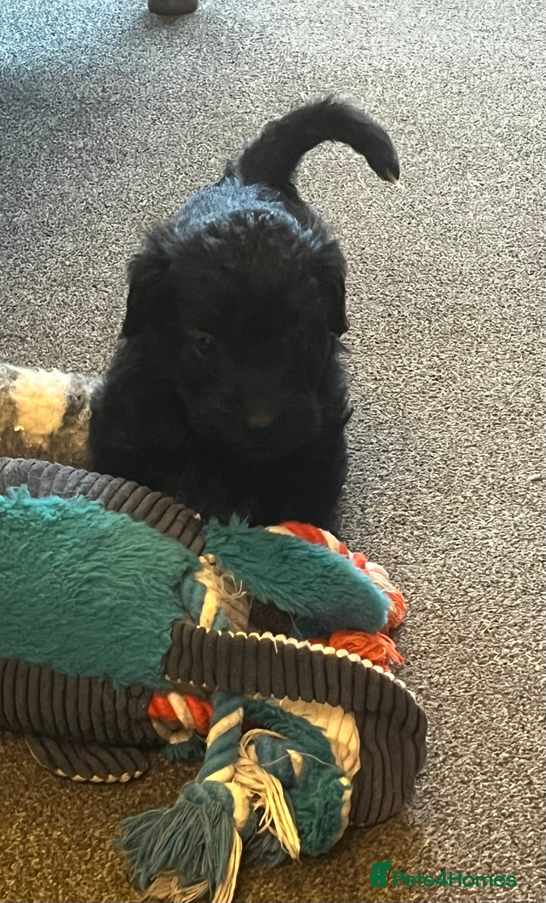 Jackapoo dogs for sale: JACKAPOO Puppies, DNA health screened - Advert 10