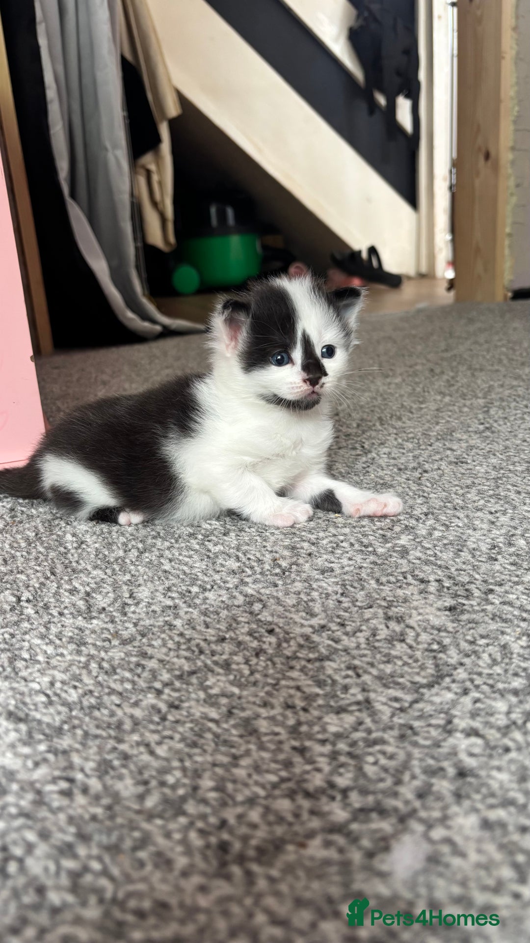 Mixed Breed cats for sale: Kittens  - Image 8