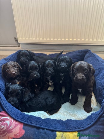 Cockapoo dogs - Advert 3