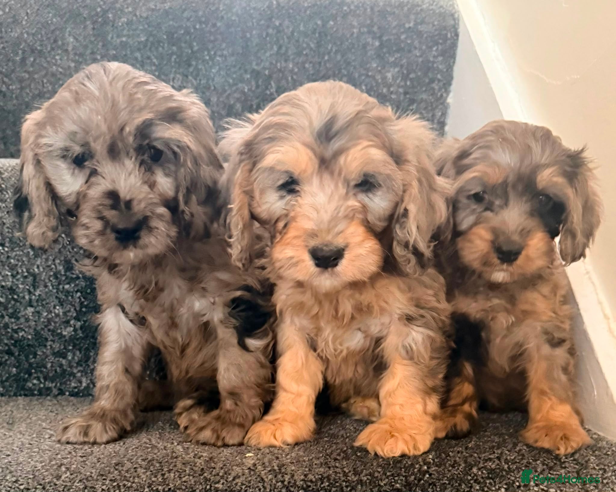 Cockapoo dogs for sale: Beautiful puppies - Advert 5