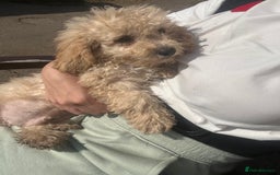 Poochon dogs for sale: Beautiful cheeky poochon puppys  - Image 15