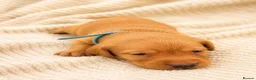 Labrador Retriever dogs for sale: Gorgeous Fox Red Labrador Puppies-5 Girls & 4 Boys in Tenbury Wells - Advert 9