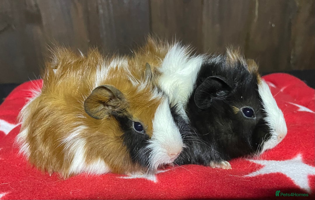 Guinea Pig rodents for sale: 2 sows & 2 boars - Advert 4