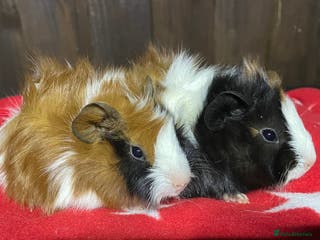 Guinea Pig rodents 2 beautiful boys - Advert 15