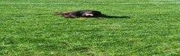 English Springer Spaniel dogs for sale: Male sprocker spaniel  - Advert 2