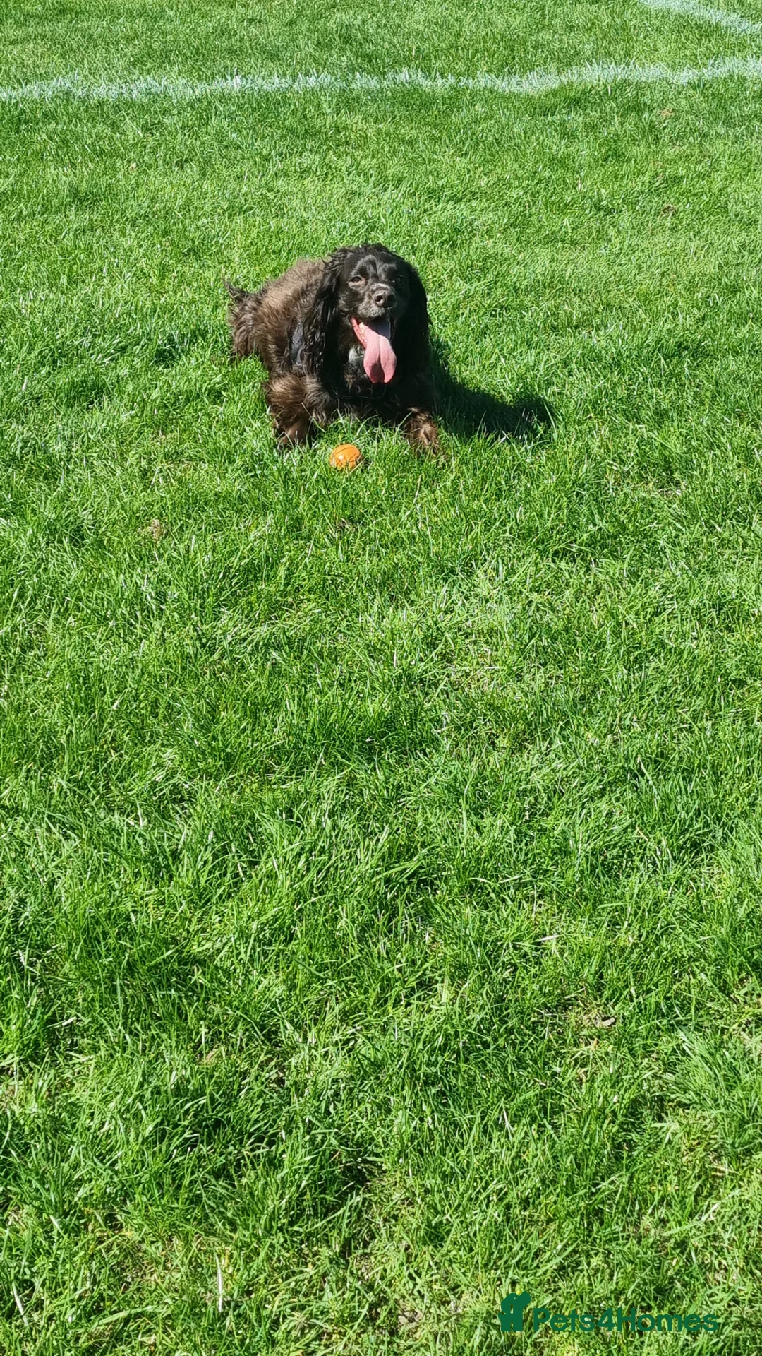 English Springer Spaniel dogs for sale: Male sprocker spaniel  - Advert 2