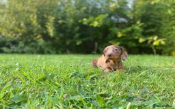 Miniature Dachshund dogs for sale: 3 x KC Chocolate Dapple girls - Image 9