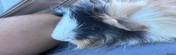 Guinea Pig rodents for sale: 2 Bonded Male Guinea Pigs looking for forever home - Advert 6