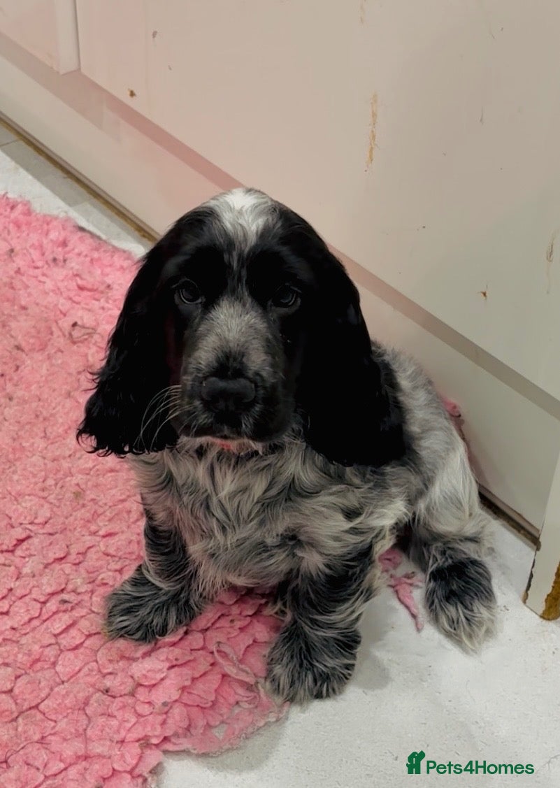 Cocker Spaniel dogs Health Tested Parents KC Registered Show Cockers  - Advert 15