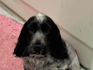 Cocker Spaniel dogs Health Tested Parents KC Registered Show Cockers - Advert 15