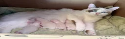 Ragdoll cats for sale: GCCF Registered Ragdoll Kittens - Advert 25
