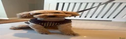 Cockapoo dogs for sale: Cockapoo pups ❤️ in Rhyl - Advert 16