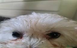 Bichon Frise dogs for sale: 2 Fluffy Bichon Frise puppies looking for a home! - Image 8