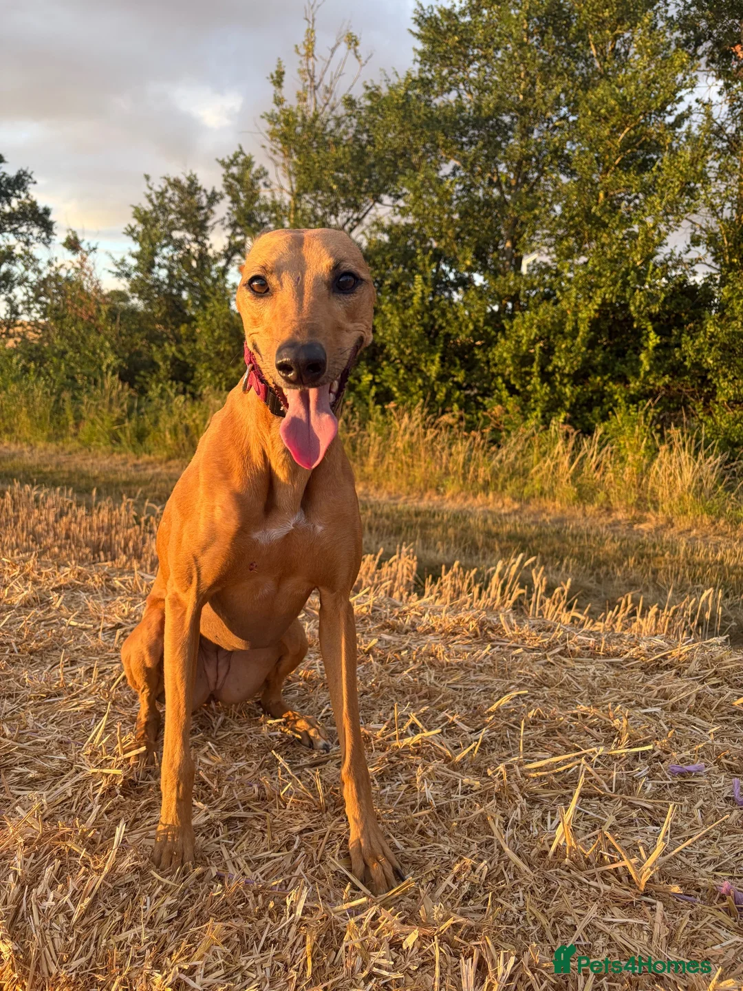 Greyhound dogs for adoption: Lady greyhound x  - Advert 2