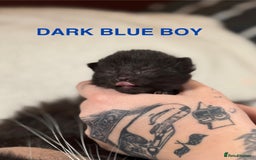 Domestic Shorthair cats for sale: 🐾✨ Gorgeous Fluffy Black Kittens – Ready 24/12 🐾 - Image 1