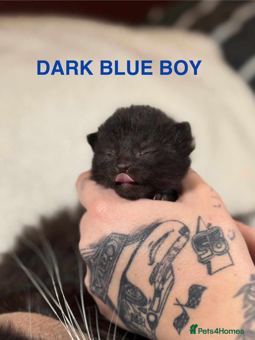 Domestic Shorthair cats for sale: 🐾✨ Gorgeous Fluffy Black Kittens – Ready 24/12 🐾 - Image 1