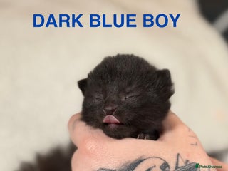 Domestic Shorthair cats for sale - Advert 1