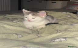 Mixed Breed cats for sale: 4 cheeky kittens ready for their new homes  - Image 7