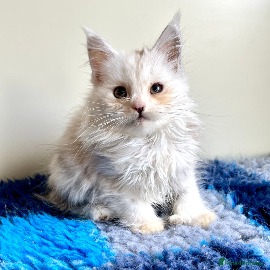 Maine Coon cats for sale: Rare Polydactyly Blue & White Silver  - Advert 4