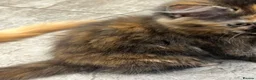 Mixed Breed cats for sale: Beautiful Friendly Kittens Ready for Loving Homes - Advert 27