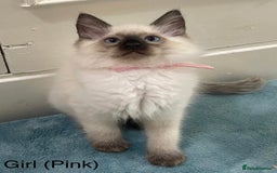 Ragdoll cats for sale: 4 x Pure beautiful ragdoll kittens for sale.  - Image 3