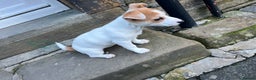 Jack Russell dogs for sale: Miniature jack russel  - Advert 2