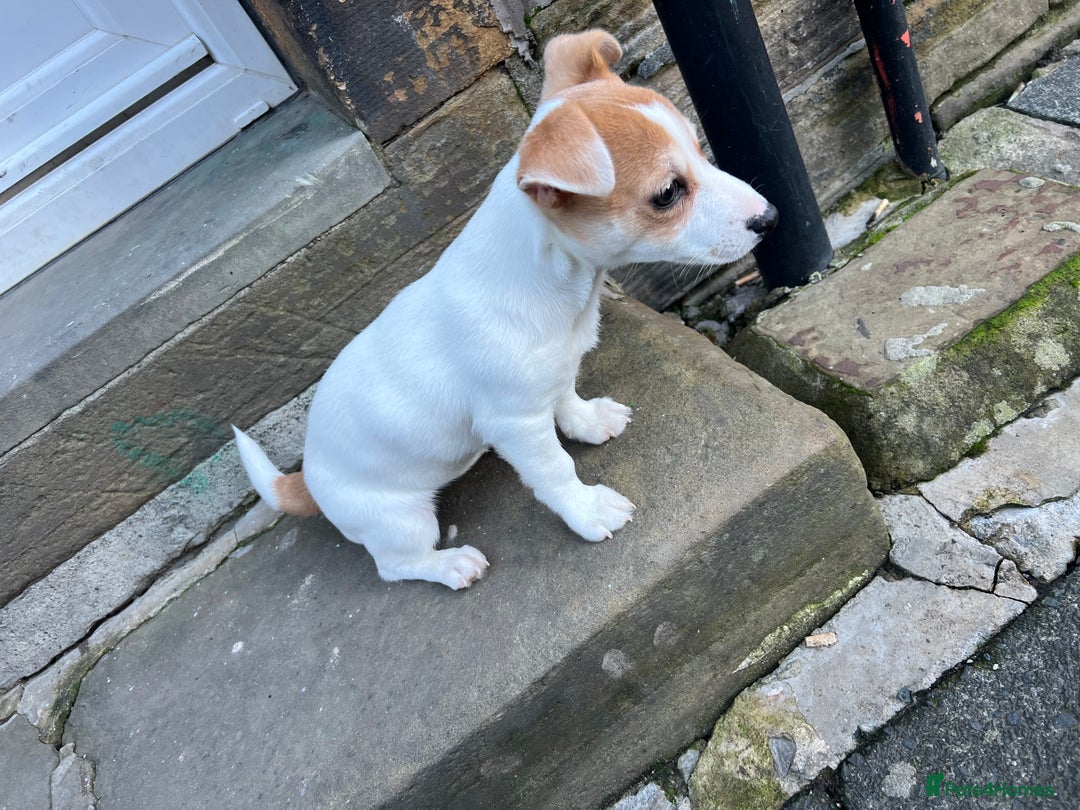 Jack Russell dogs for sale: Miniature jack russel  - Advert 2