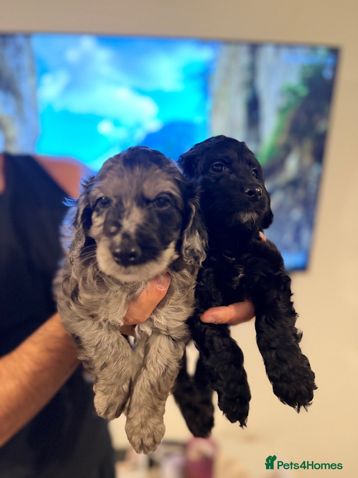 Cockapoo dogs for sale: Cockapoo puppies ready 7th November✨ - Advert 2