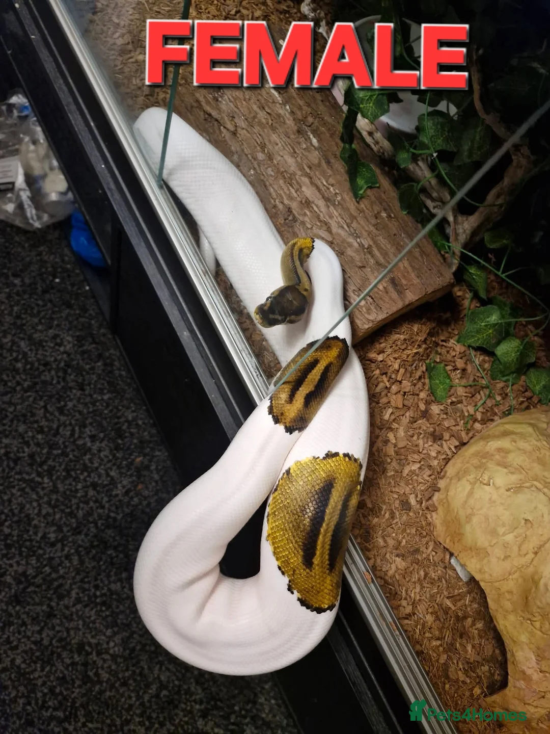 Python Snake reptiles for sale: 4 ball pythons available  in Bargoed - Advert 1
