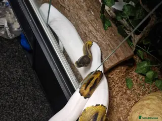 Python Snake reptiles 4 ball pythons available in Bargoed - Advert 16