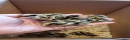 Quail poultry for sale: 🐣 Live Jumbo Coturnix Quail Chicks – Ready Now!  - Advert 12