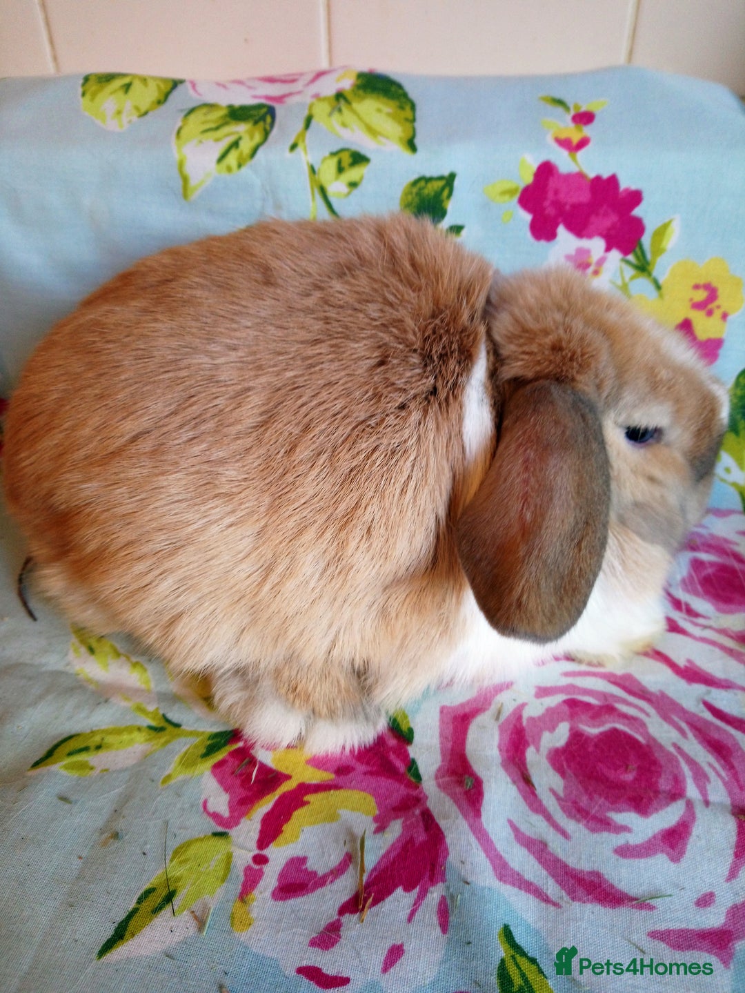Mini Lop rabbits for sale: Pedigree Mini Lops - Advert 37