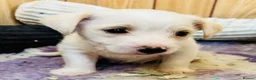 Mixed Breed dogs for sale: Polar bear 🐻‍❄️  - Advert 3
