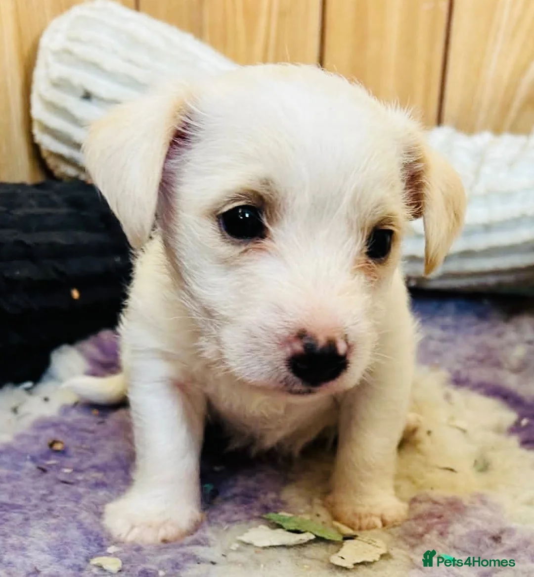 Mixed Breed dogs for sale: Polar bear 🐻‍❄️  - Advert 3