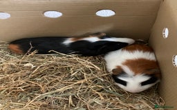 Guinea Pig rodents for sale: Guinea pigs for sale - Image 1