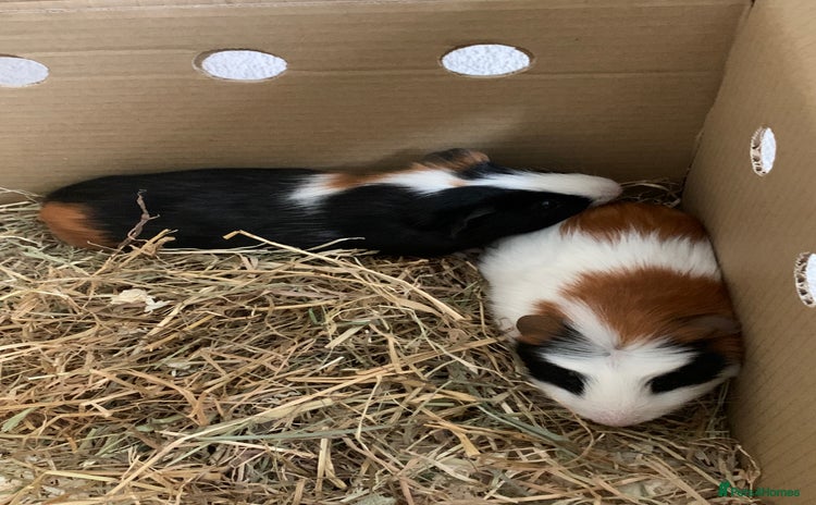 Guinea Pig rodents - Advert 1