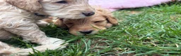 Cockapoo dogs for sale: Cockapoo F1B puppies - Advert 28