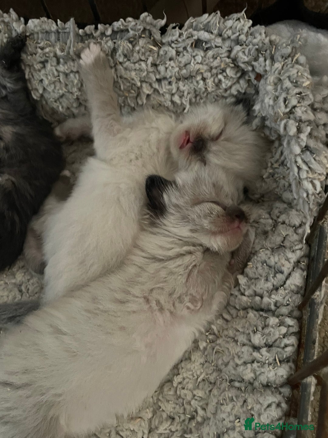 Mixed Breed cats for sale: Ragdoll x Maine coon kittens - Image 16