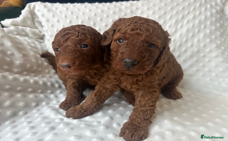 Miniature Poodle dogs - Advert 1