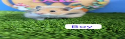 Hamster rodents for sale: Syrian Hamster Babies Baby Male Female Pedigree - Advert 1
