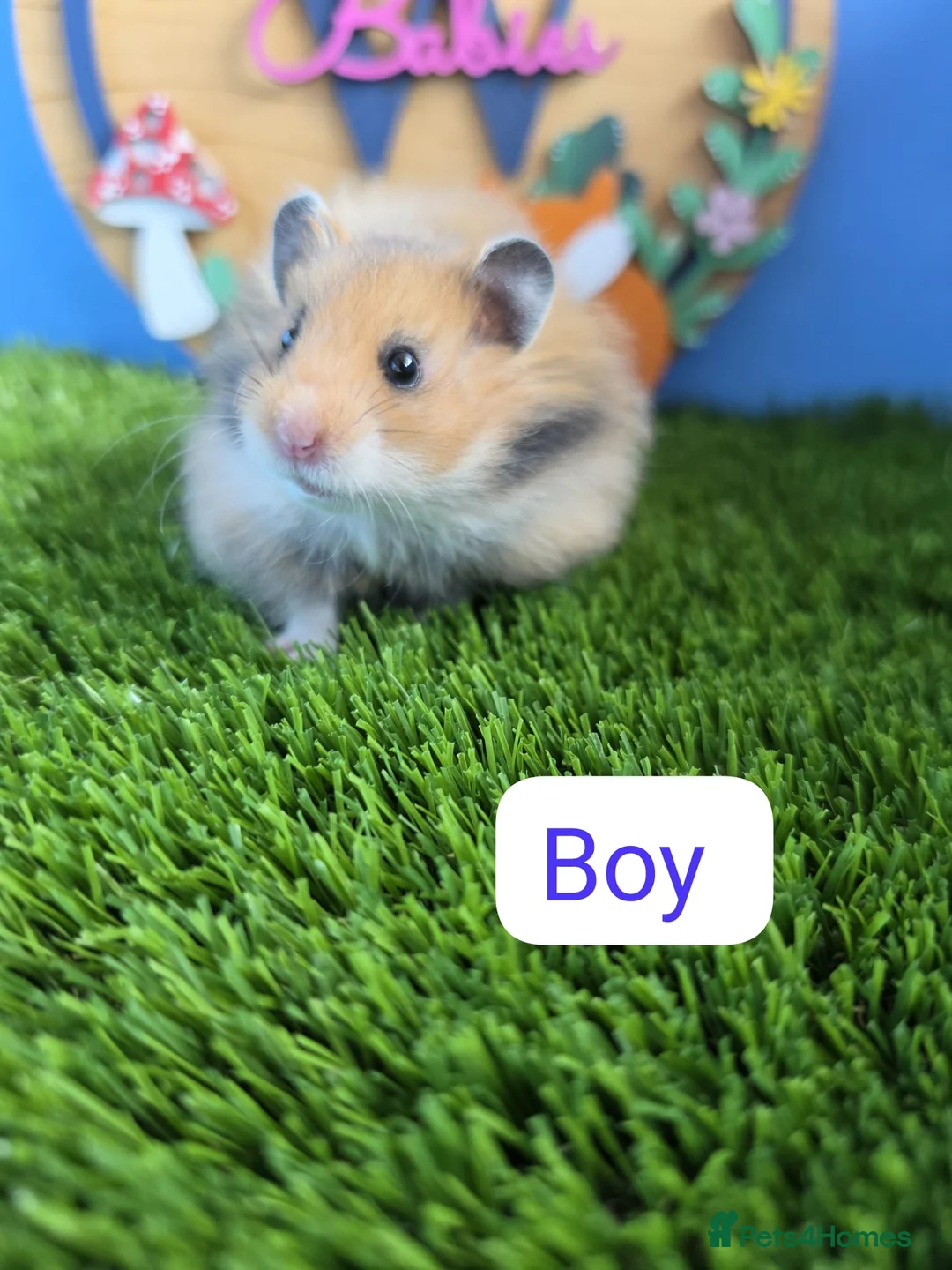 Hamster rodents for sale: Syrian Hamster Babies Baby Male Female Pedigree - Advert 1