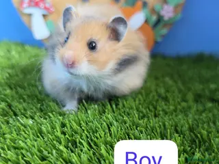 Hamster rodents for sale: Syrian Hamster Babies Baby Male Female Pedigree - Advert 2