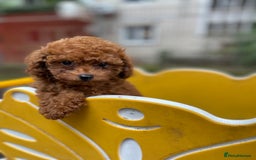 Toy Poodle dogs for sale: Poodle Toy Puppy calm, gentle, with full doc. - Image 6