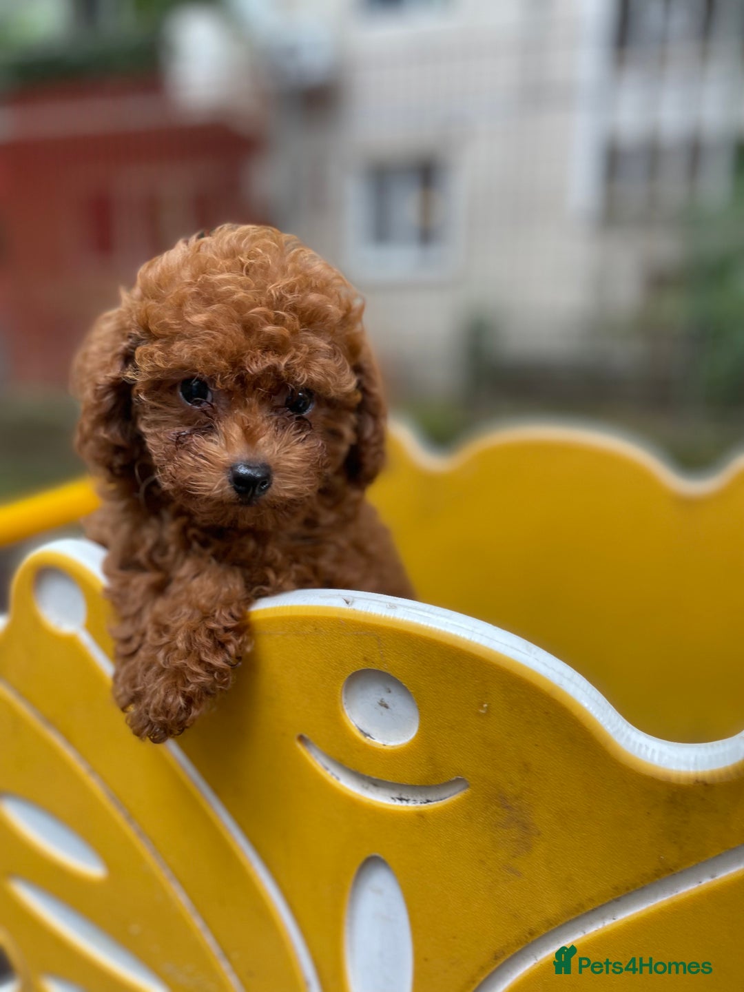Toy Poodle dogs for sale: Poodle Toy Puppy calm, gentle, with full doc. - Image 6