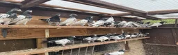 Pigeons birds for sale: Pakistani high flyers for sale  - Advert 3