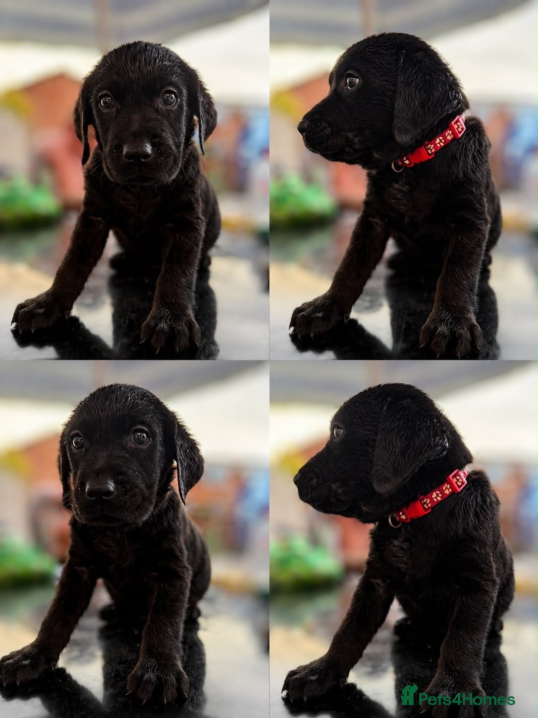 Labrador Retriever dogs 🐾 JUST 1 BLACK PUP LEFT 🐾 - Advert 15