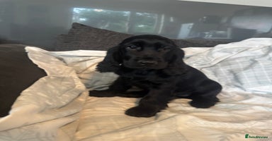 Cocker Spaniel dogs - Advert 7