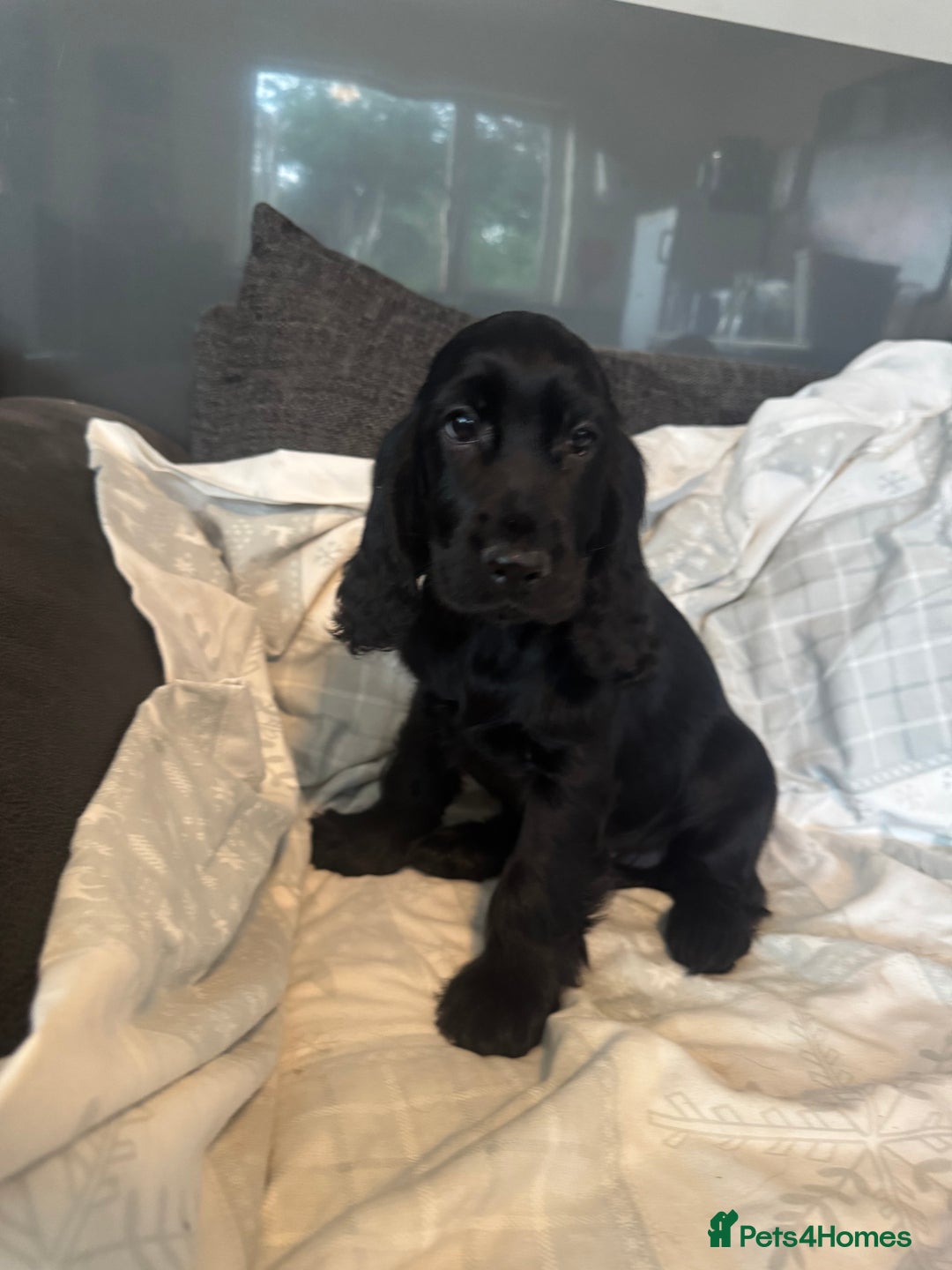Cocker Spaniel dogs for sale: Cocker Spaniel Puppies - Image 4