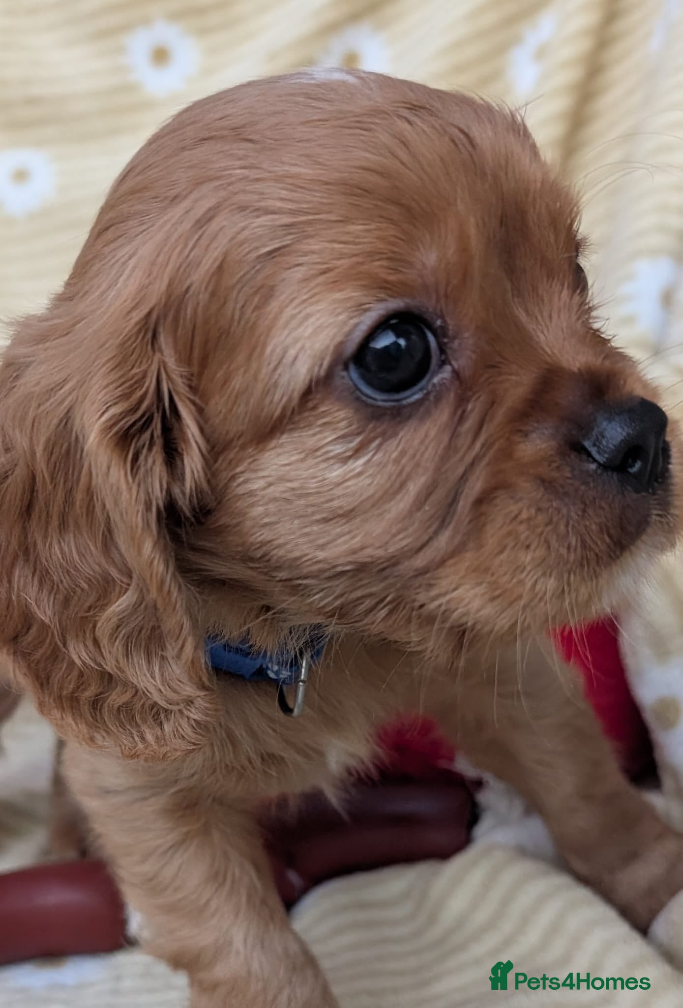 Cavalier King Charles Spaniel dogs Cavalier King Charles Puppies! Two boys left! - Advert 2