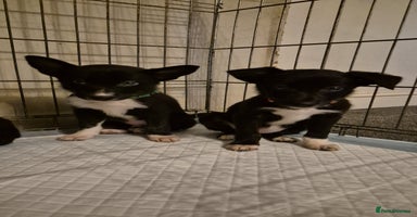 Mixed Breed dogs - Advert 8